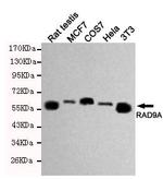 RAD9 Monoclonal Antibody (6B5)