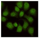 WDR77 Monoclonal Antibody (2G9)