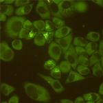 DDX3 Monoclonal Antibody (6G8)