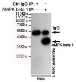 AMPK beta-1 Antibody in Immunoprecipitation (IP)