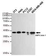 AMPK beta-1 Antibody in Western Blot (WB)