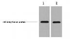 mCherry Monoclonal Antibody (4B3)