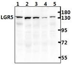 LGR5 Monoclonal Antibody (2G11)