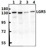 LGR5 Antibody in Western Blot (WB)