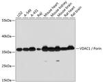 VDAC Antibody in Western Blot (WB)