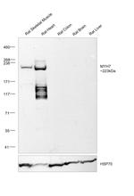 MYH7 Antibody in Western Blot (WB)