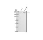 MYH7 Antibody in Western Blot (WB)
