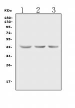 ACTA1 Antibody in Western Blot (WB)