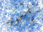 ACTA1 Antibody in Immunohistochemistry (Frozen) (IHC (F))