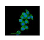 TCP1 Monoclonal Antibody (2E7)