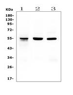 RbAp48 Antibody in Western Blot (WB)