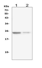 IL-22 Monoclonal Antibody (7F2)