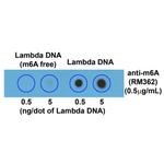 N6-Methyladenosine (m6A) Antibody in Dot Blot (DB)