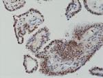 c-Fos Recombinant Rabbit Monoclonal Antibody (RM374)