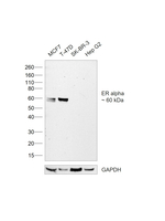 Estrogen Receptor alpha Antibody