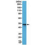 CD79a Antibody in Western Blot (WB)