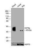 CD79a Antibody in Western Blot (WB)