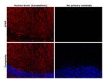 GFAP Antibody in Immunohistochemistry (Paraffin) (IHC (P))