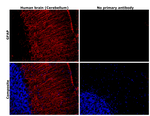 GFAP Antibody in Immunohistochemistry (Paraffin) (IHC (P))