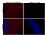 GFAP Antibody in Immunohistochemistry (Paraffin) (IHC (P))