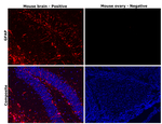 GFAP Antibody in Immunohistochemistry (Paraffin) (IHC (P))