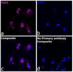 CD31 Antibody in Immunocytochemistry (ICC/IF)