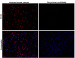 CD31 Antibody in Immunohistochemistry (Paraffin) (IHC (P))