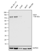 CD31 Antibody