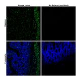Desmin Antibody in Immunohistochemistry (Paraffin) (IHC (P))