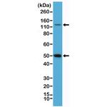 NFkB p50/p105 Antibody in Western Blot (WB)
