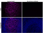CD21 Antibody in Immunohistochemistry (Paraffin) (IHC (P))