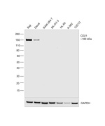 CD21 Antibody
