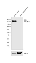 CD21 Antibody in Western Blot (WB)