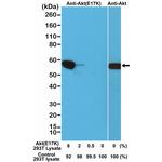 AKT1 (E17K Mutant) Antibody in Western Blot (WB)