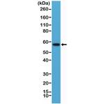 AKT1 (PH domain) Antibody in Western Blot (WB)