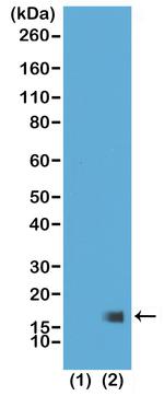 H3K27me3 Antibody in Western Blot (WB)