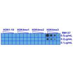 H3K4me3 Antibody in Dot Blot (DB)