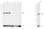 PAX5 Antibody in Western Blot (WB)
