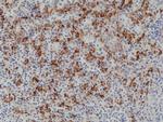CD163 Antibody in Immunohistochemistry (Paraffin) (IHC (P))