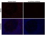 CD163 Antibody in Immunohistochemistry (Paraffin) (IHC (P))