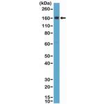 CD163 Antibody in Western Blot (WB)
