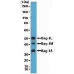 BAG1L Antibody in Western Blot (WB)