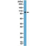 SATB2 Antibody in Western Blot (WB)