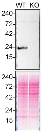DJ-1 Antibody in Western Blot (WB)
