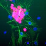 NeuN Monoclonal Antibody (1B7)