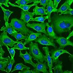 GAPDHS Monoclonal Antibody (1D4)