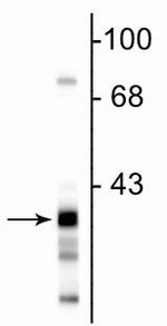 GAPDHS Antibody in Western Blot (WB)