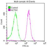 Actin Antibody in Flow Cytometry (Flow)
