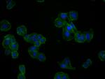 Actin Recombinant Rabbit Monoclonal Antibody (25E3)