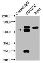 Cdc25C Antibody in Western Blot (WB)